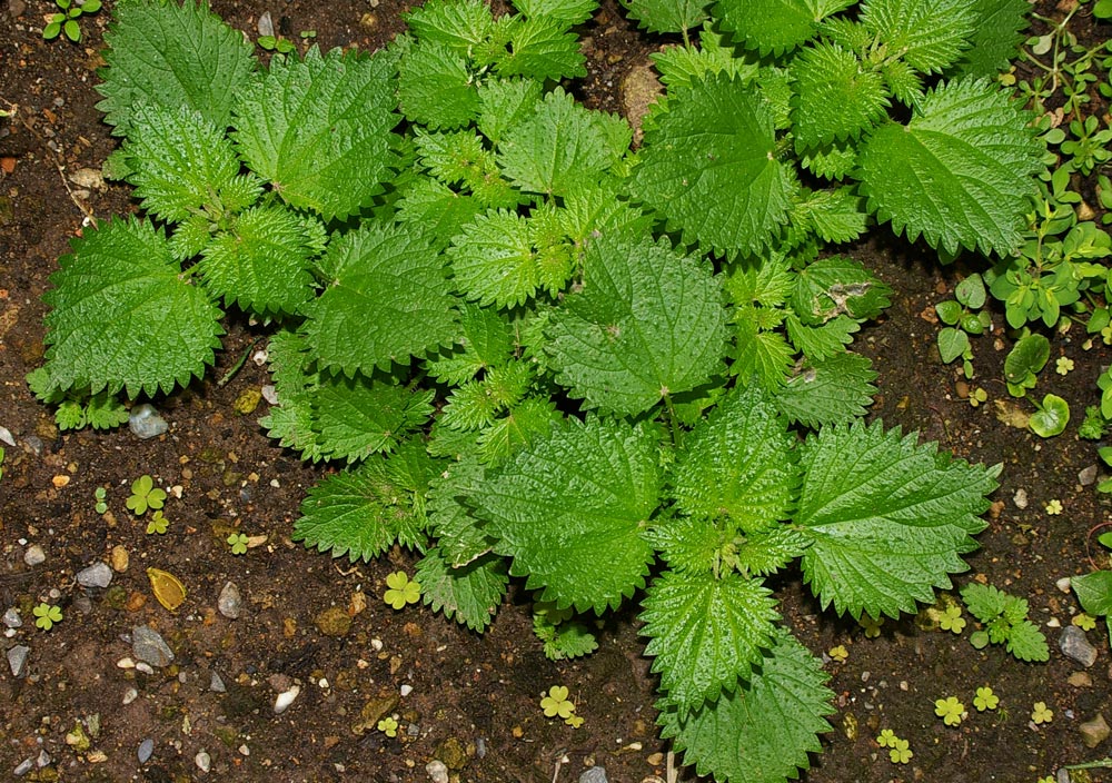 Urtica urens / Ortica minore